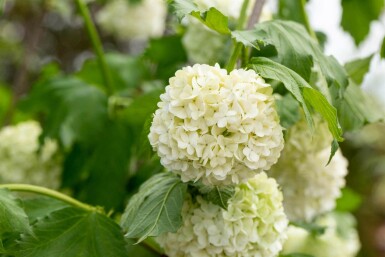 Schneeball Viburnum opulus 'Roseum' strauch 60-80 C7,5 Viburnum opulus 'Roseum' Strauch 60-80 cm