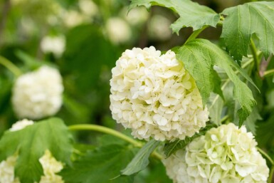 Schneeball Viburnum opulus 'Roseum' strauch 60-80 C7,5 Viburnum opulus 'Roseum' Strauch 60-80 cm