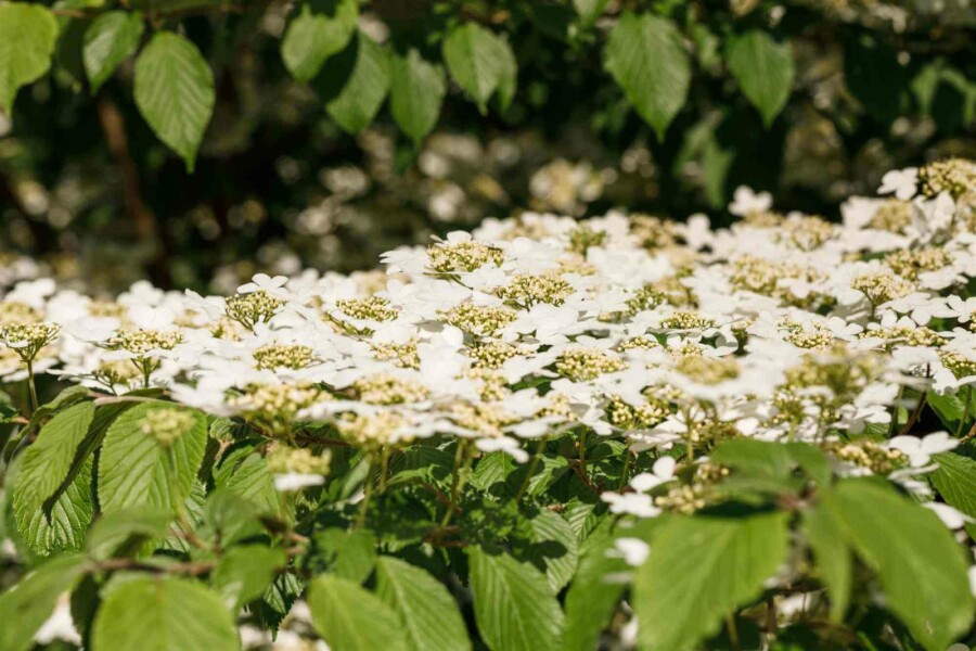 Japanischer schneeball Viburnum plicatum 'Kilimandjaro' strauch 30-40 C3 Viburnum plicatum 'Kilimandjaro' Strauch 30-40 cm