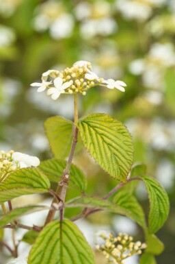Japanischer schneeball Viburnum plicatum 'Kilimandjaro' strauch 30-40 C3 Viburnum plicatum 'Kilimandjaro' Strauch 30-40 cm