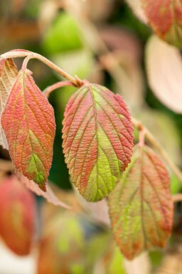 Japanischer schneeball Viburnum plicatum 'Kilimandjaro' strauch 30-40 C3 Viburnum plicatum 'Kilimandjaro' Strauch 30-40 cm