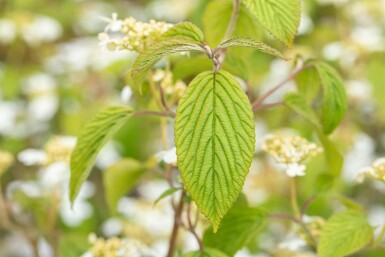 Japanischer schneeball Viburnum plicatum 'Kilimandjaro' strauch 60-80 C7,5 Viburnum plicatum 'Kilimandjaro' Strauch 60-80 cm
