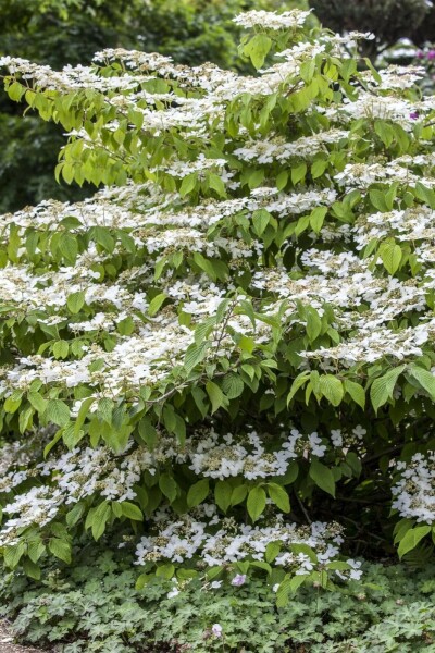 Japanischer schneeball Viburnum plicatum 'Mariesii' strauch 40-60 C5 Viburnum plicatum 'Mariesii' Strauch 40-60 cm