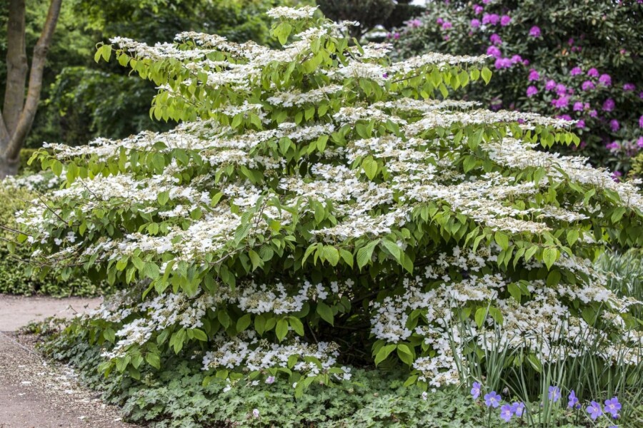Japanischer schneeball Viburnum plicatum 'Mariesii' strauch 60-80 C12 Viburnum plicatum 'Mariesii' Strauch 60-80 cm