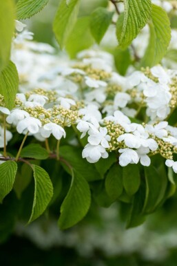 Japanischer schneeball Viburnum plicatum 'Mariesii' strauch 60-80 C12 Viburnum plicatum 'Mariesii' Strauch 60-80 cm