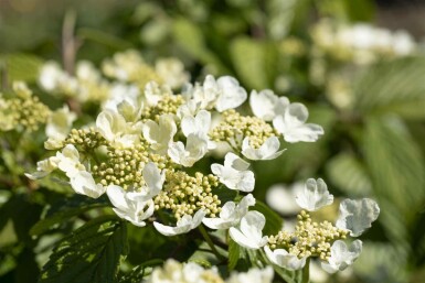 Japanischer schneeball Viburnum plicatum 'Mariesii' strauch 60-80 C12 Viburnum plicatum 'Mariesii' Strauch 60-80 cm