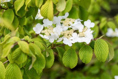 Japanischer schneeball Viburnum plicatum 'Tomentosum' strauch 30-40 C3 Viburnum plicatum 'Tomentosum' Strauch 30-40 cm