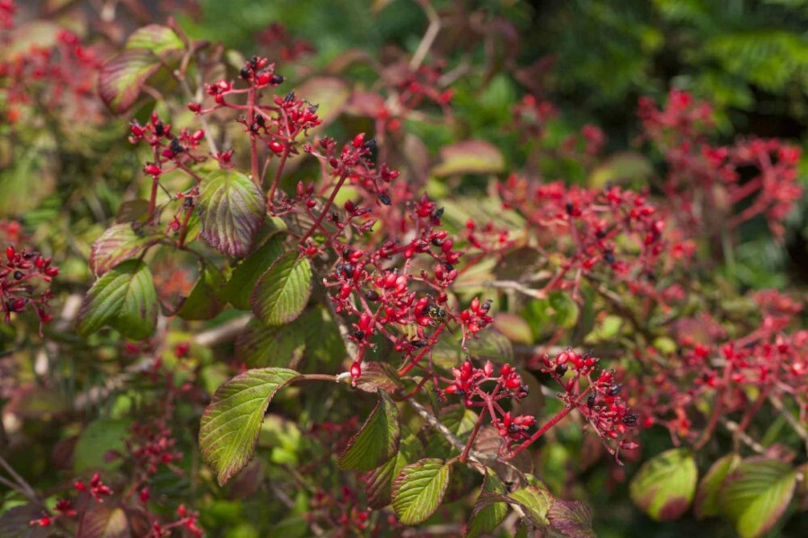 Japanischer schneeball Viburnum plicatum 'Watanabe' strauch 15-20 C2,5 Viburnum plicatum 'Watanabe' Strauch 15-20 cm