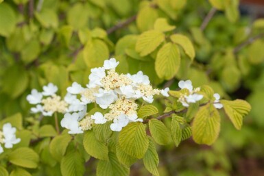 Japanischer schneeball Viburnum plicatum 'Watanabe' strauch 30-40 C3 Viburnum plicatum 'Watanabe' Strauch 30-40 cm