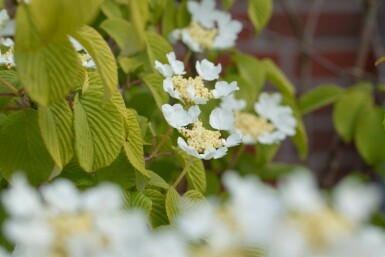 Japanischer schneeball Viburnum plicatum 'Watanabe' strauch 80-100 C12 Viburnum plicatum 'Watanabe' Strauch 80-100 cm