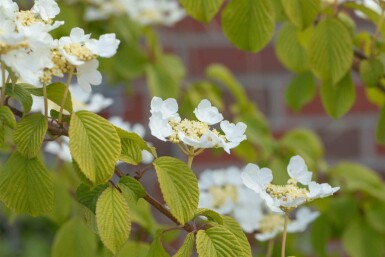 Japanischer schneeball Viburnum plicatum 'Watanabe' strauch 80-100 C12 Viburnum plicatum 'Watanabe' Strauch 80-100 cm