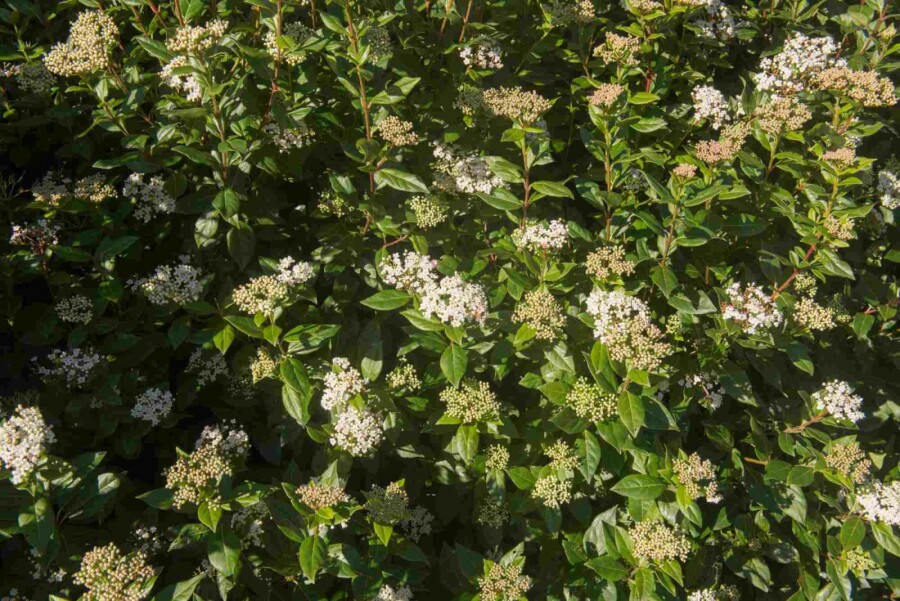Immergrüner schneeball Viburnum tinus 'Eve Price' strauch 40-50 C3 Viburnum tinus 'Eve Price' Strauch 40-50 cm