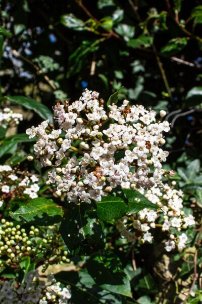 Immergrüner schneeball Viburnum tinus 'Gwenllian' strauch 30-40 C3 Viburnum tinus 'Gwenllian' Strauch 30-40 cm