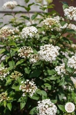 Viburnum tinus 'Gwenllian' Strauch 40-50 cm
