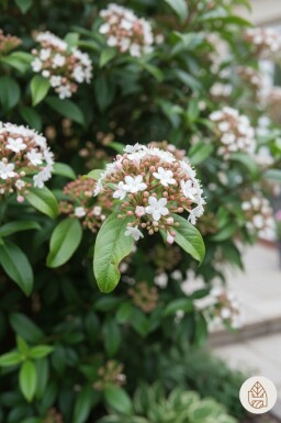 Viburnum tinus 'Spirit' Strauch 30-40 cm