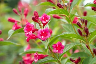 Weigelie Weigela 'Bristol Ruby' strauch 40-50 C3 Weigela 'Bristol Ruby' Strauch 40-50 cm