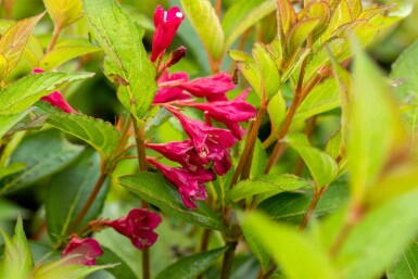 Weigelie Weigela 'Bristol Ruby' strauch 40-50 C3 Weigela 'Bristol Ruby' Strauch 40-50 cm