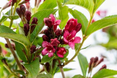 Weigelie Weigela 'Bristol Ruby' strauch 40-50 C3 Weigela 'Bristol Ruby' Strauch 40-50 cm