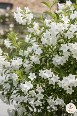 Weigela 'Candida' Strauch 80-100 cm