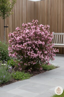 Weigela florida 'Nana Purpurea' Strauch 40-50 cm