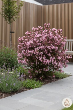 Weigela florida 'Nana Purpurea' Strauch 40-50 cm