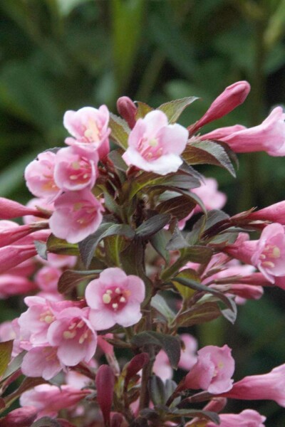 Weigelie Weigela florida 'Nana Purpurea' strauch 30-40 C2 Weigela florida 'Nana Purpurea' Strauch 30-40 cm