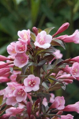 Weigelie Weigela florida 'Nana Purpurea' strauch 30-40 C2 Weigela florida 'Nana Purpurea' Strauch 30-40 cm