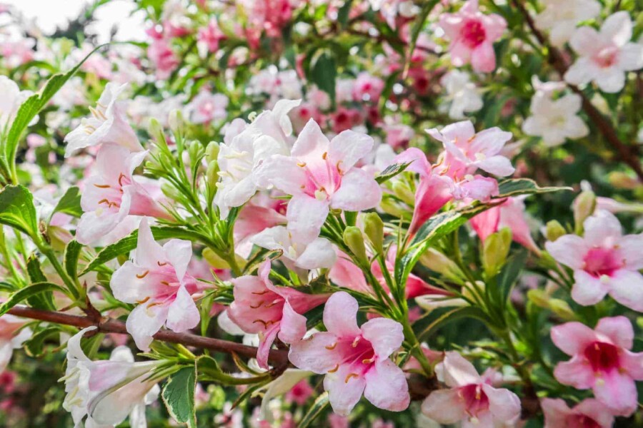 Weigelie Weigela florida 'Variegata' strauch 30-40 C3 Weigela florida 'Variegata' Strauch 30-40 cm