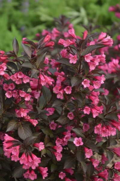 Weigelie Weigela 'Naomi Campbell' strauch 30-40 C3 Weigela 'Naomi Campbell' Strauch 30-40 cm