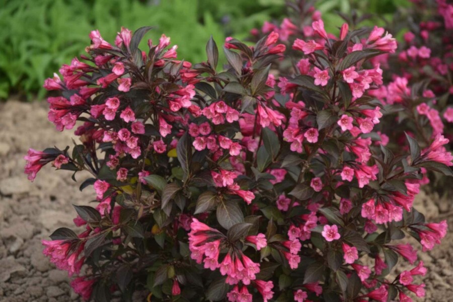 Weigelie Weigela 'Naomi Campbell' strauch 30-40 C3 Weigela 'Naomi Campbell' Strauch 30-40 cm