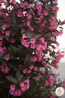 Weigela 'Naomi Campbell' Strauch 30-40 cm
