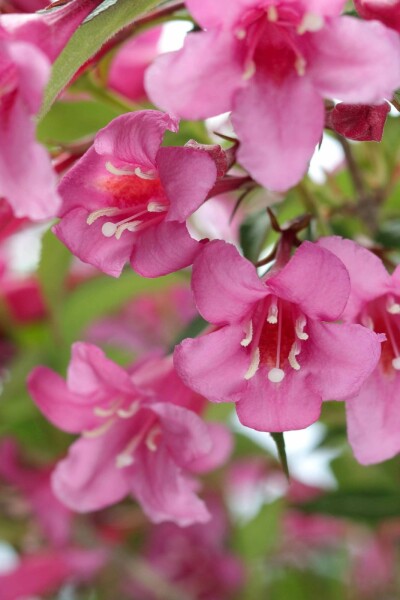 Weigelie Weigela 'Rosea' strauch 50-60 C10 Weigela 'Rosea' Strauch 50-60 cm