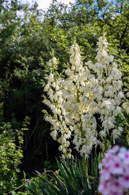 Palmlilie Yucca filamentosa strauch 30-40 C2 Yucca filamentosa Strauch 30-40 cm