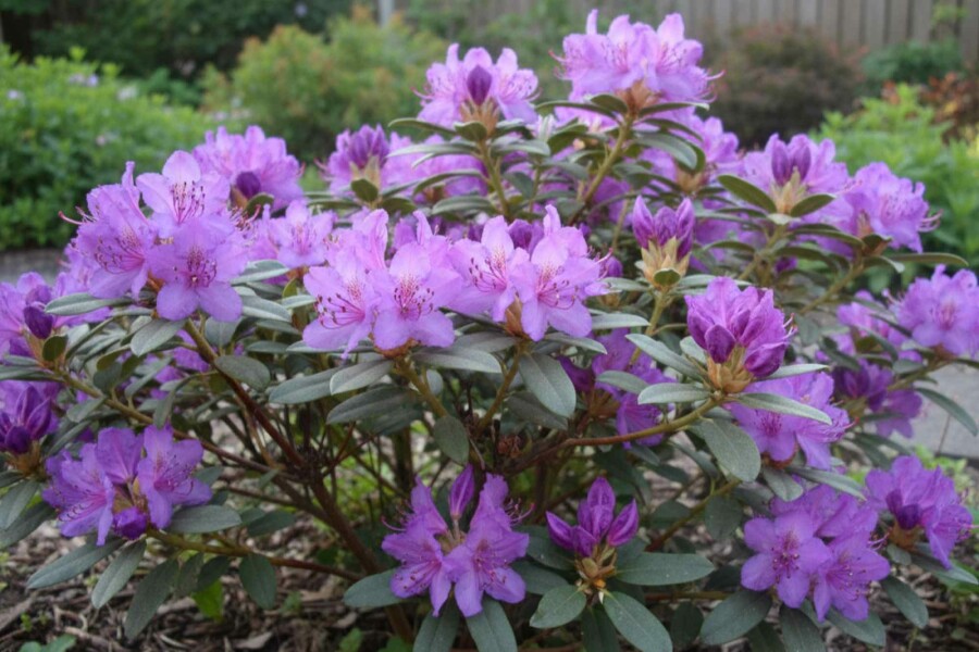 Zwergrhododendron Rhododendron 'Blue Silver' Strauch Rhododendron 'Blue Silver' Strauch 15-20 cm