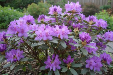 Zwergrhododendron Rhododendron 'Blue Silver' Strauch Rhododendron 'Blue Silver' Strauch 15-20 cm
