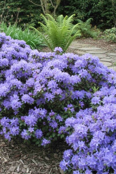 Zwergrhododendron Rhododendron 'Blue Tit' Strauch Rhododendron 'Blue Tit' Strauch