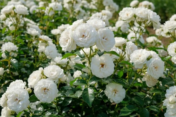 Rosa 'White Fairy' Strauch