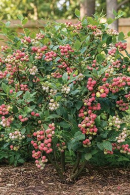 Heidelbeere 'Pink Lemonade' Vaccinium corymbosum 'Pink Lemonade' strauch Vaccinium corymbosum 'Pink Lemonade' Strauch