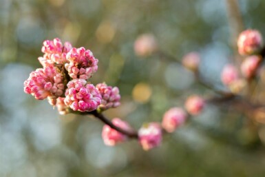 Duftender schneeball Viburnum bodnantense 'Charles Lamont' strauch 30-40 C2 Viburnum bodnantense 'Charles Lamont' Strauch 30-40 cm