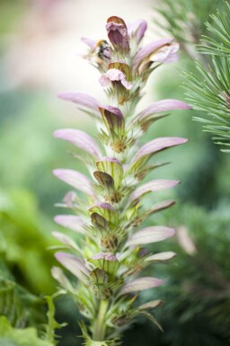 Stacheliger akanthus Acanthus hungaricus 5-10 Topf P9 Acanthus hungaricus