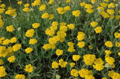 Schafgarbe Achillea filipendulina 'Coronation Gold' 5-10 Topf P9 Achillea filipendulina 'Coronation Gold'