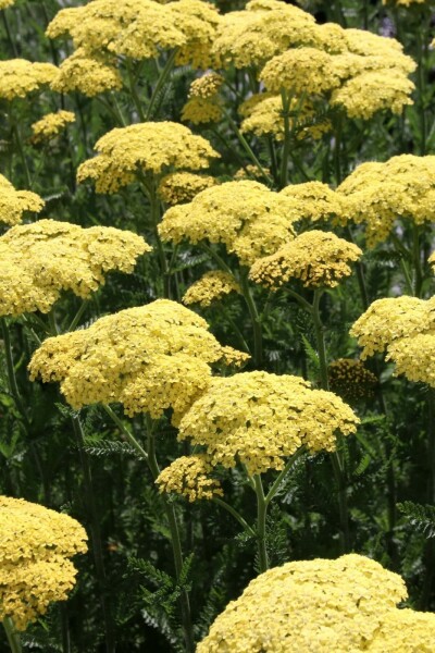Schafgarbe Achillea filipendulina 'Credo' 5-10 Topf P9 Achillea filipendulina 'Credo'