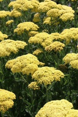 Schafgarbe Achillea filipendulina 'Credo' 5-10 Topf P9 Achillea filipendulina 'Credo'