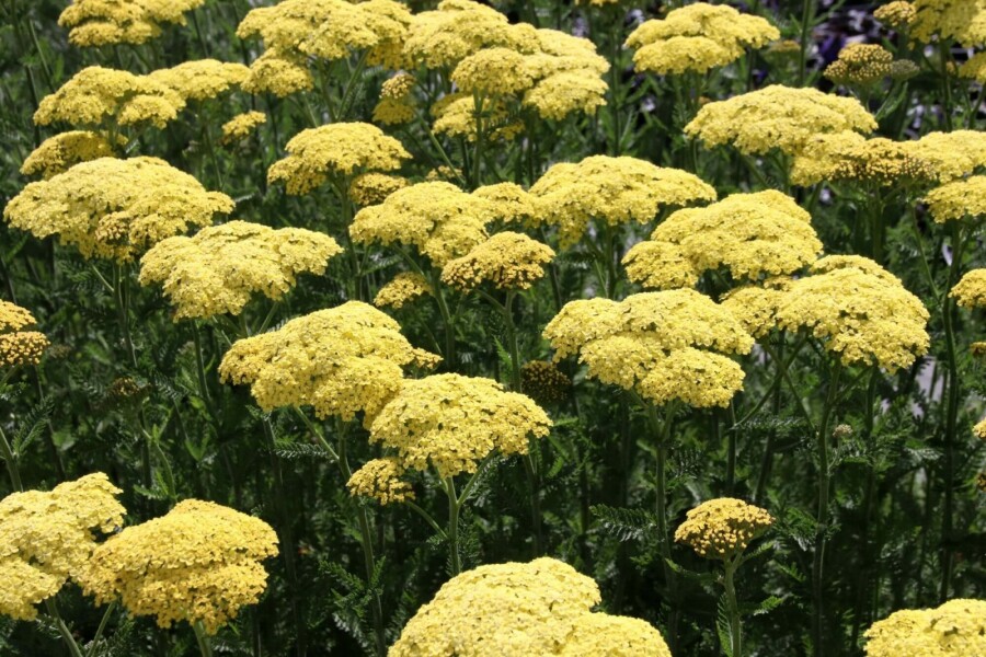 Schafgarbe Achillea filipendulina 'Credo' 5-10 Topf P9 Achillea filipendulina 'Credo'
