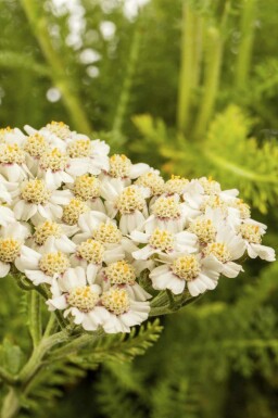 Schafgarbe Achillea millefolium 5-10 Topf P9 Achillea millefolium