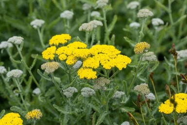 Schafgarbe Achillea clypeolata 'Moonshine' 5-10 Topf P9 Achillea clypeolata 'Moonshine'