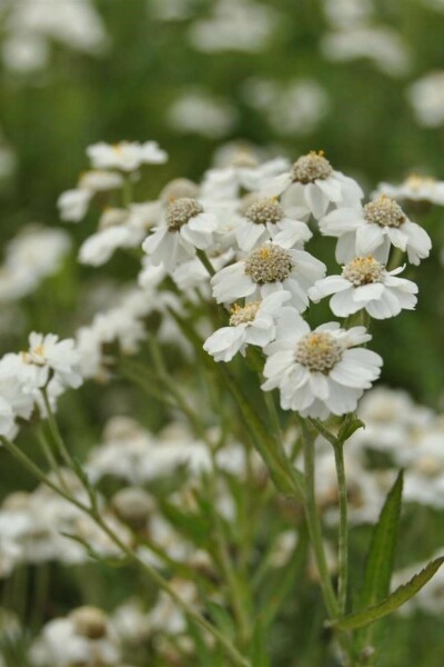 Weiße schafgarbe Achillea ptarmica 5-10 Topf P9 Achillea ptarmica