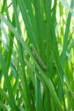 Kalmus Acorus calamus 5-10 Topf P9 Acorus calamus