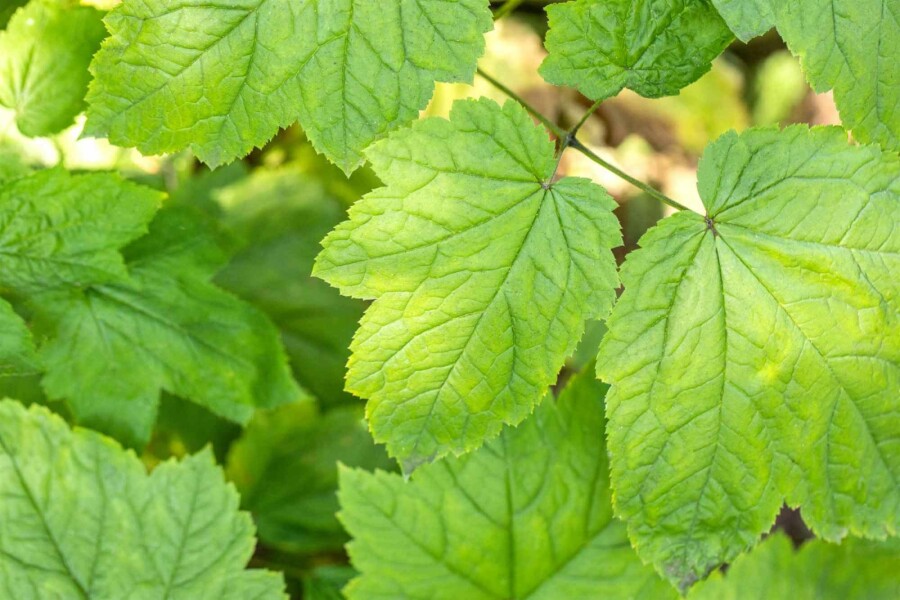 Traubensilberkerze Actaea racemosa 5-10 Topf P9 Actaea racemosa