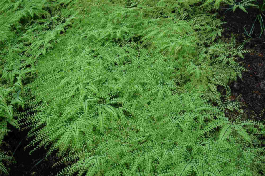 Frauenhaarfarn Adiantum pedatum 5-10 Topf P9 Adiantum pedatum